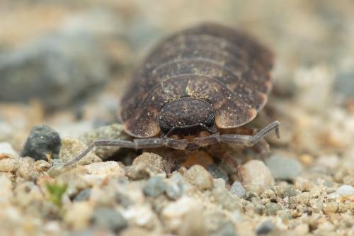 Porcellio monticola